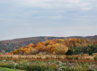 Autumn View from the Tree Farm